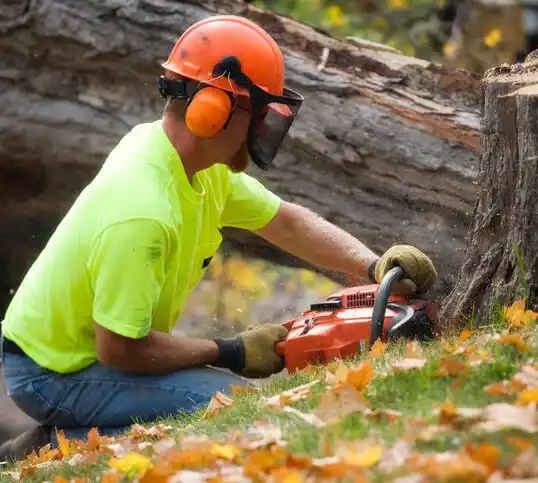 tree services Avon Lake